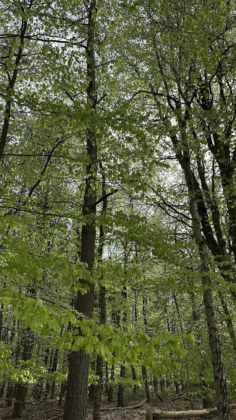 1-day Introduction to Farm Woodland and Trees - Broadhempston