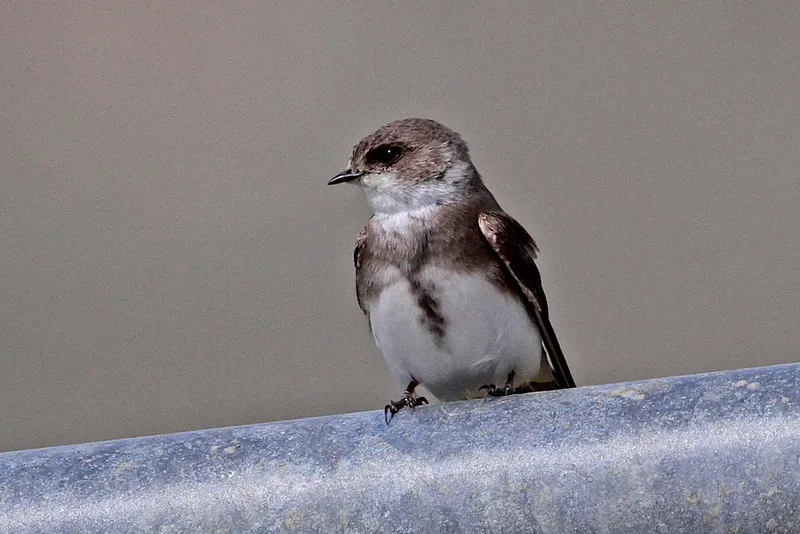 Bird ID Walk at Attenborough Nature Reserve