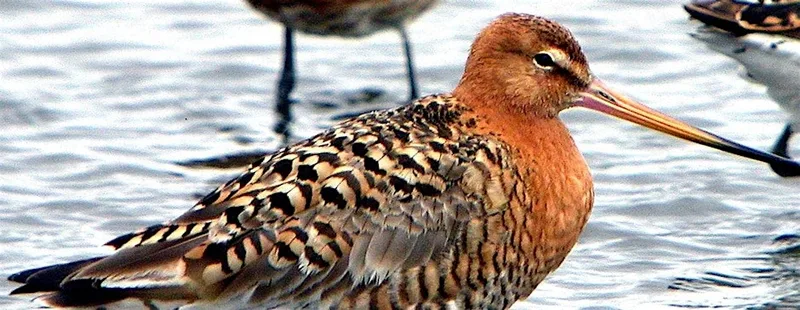 Autumn Migration in North Kent