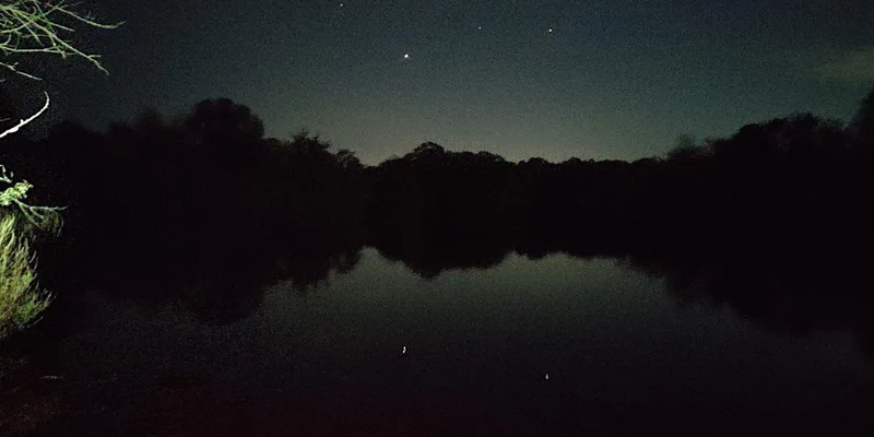 Family-friendly bat walk - Epping Forest Guided Walk