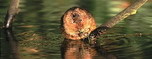 Peatland ACTION Water vole training