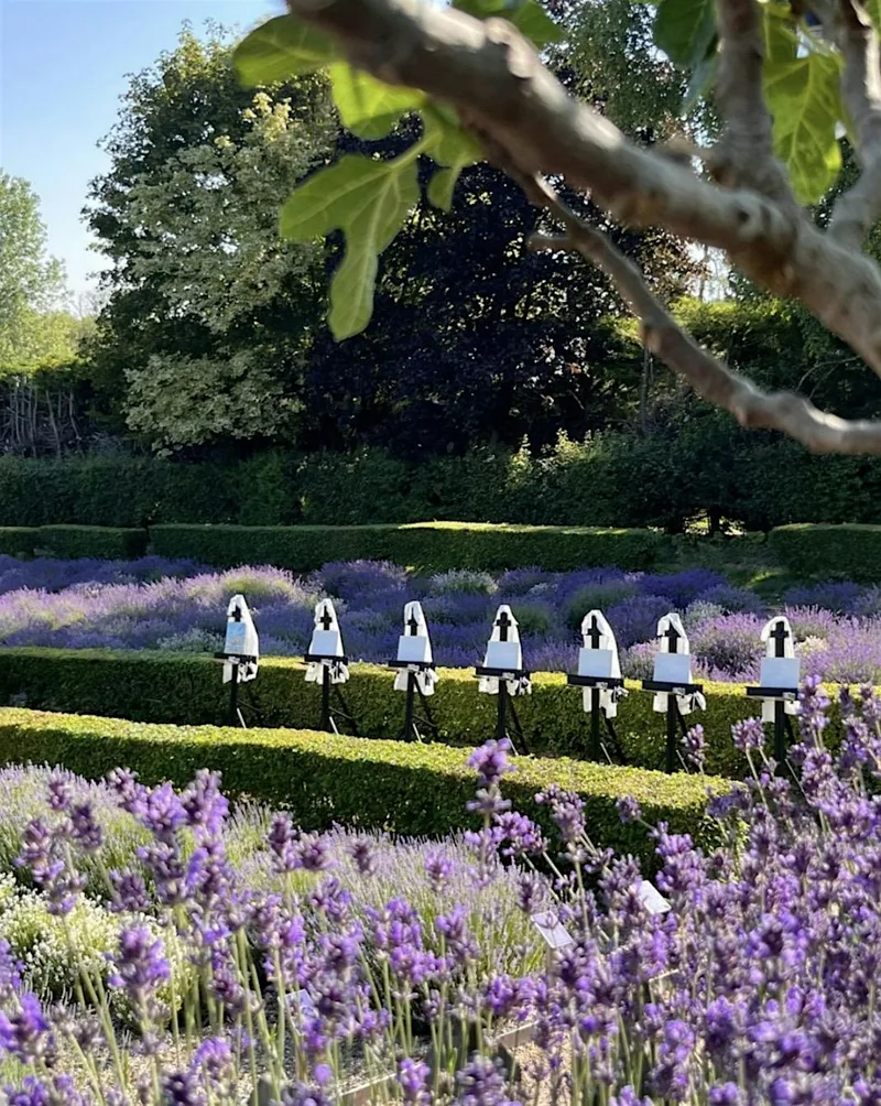 Among the Lavender: An Oil Painting Experience