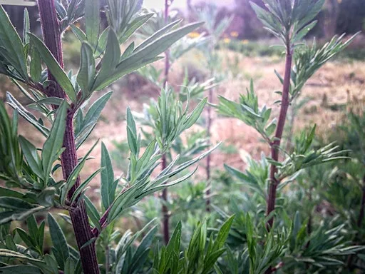 Meeting the Herb - Mugwort