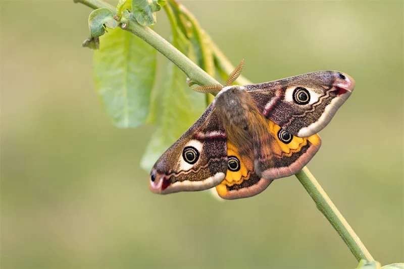 Oaks, foxes and emperors: moths of Garleigh and Caudhole