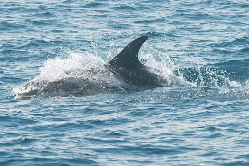 North Sea pelagic cruise