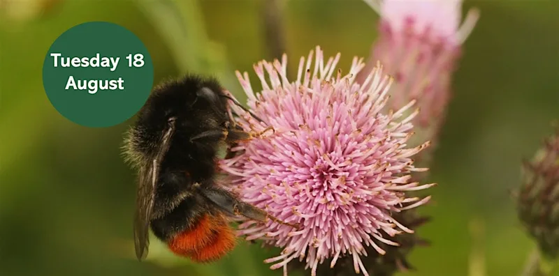 Gosforth's Wild Web: Walker Wildlife Walk