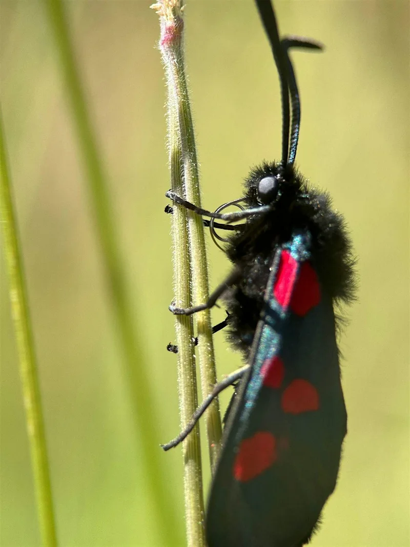 Green Skills: Butterfly Transect
