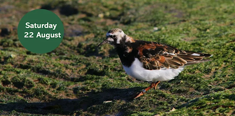 Gosforth's Wild Web: Coastal Wildlife Walk