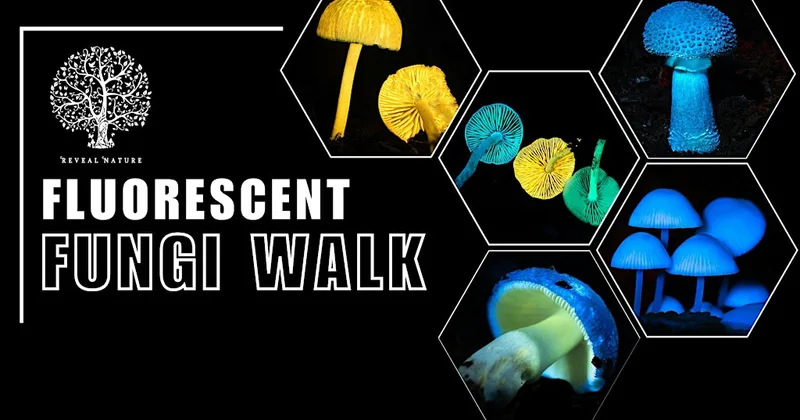 Fluorescent Fungi Mousehold Heath 2