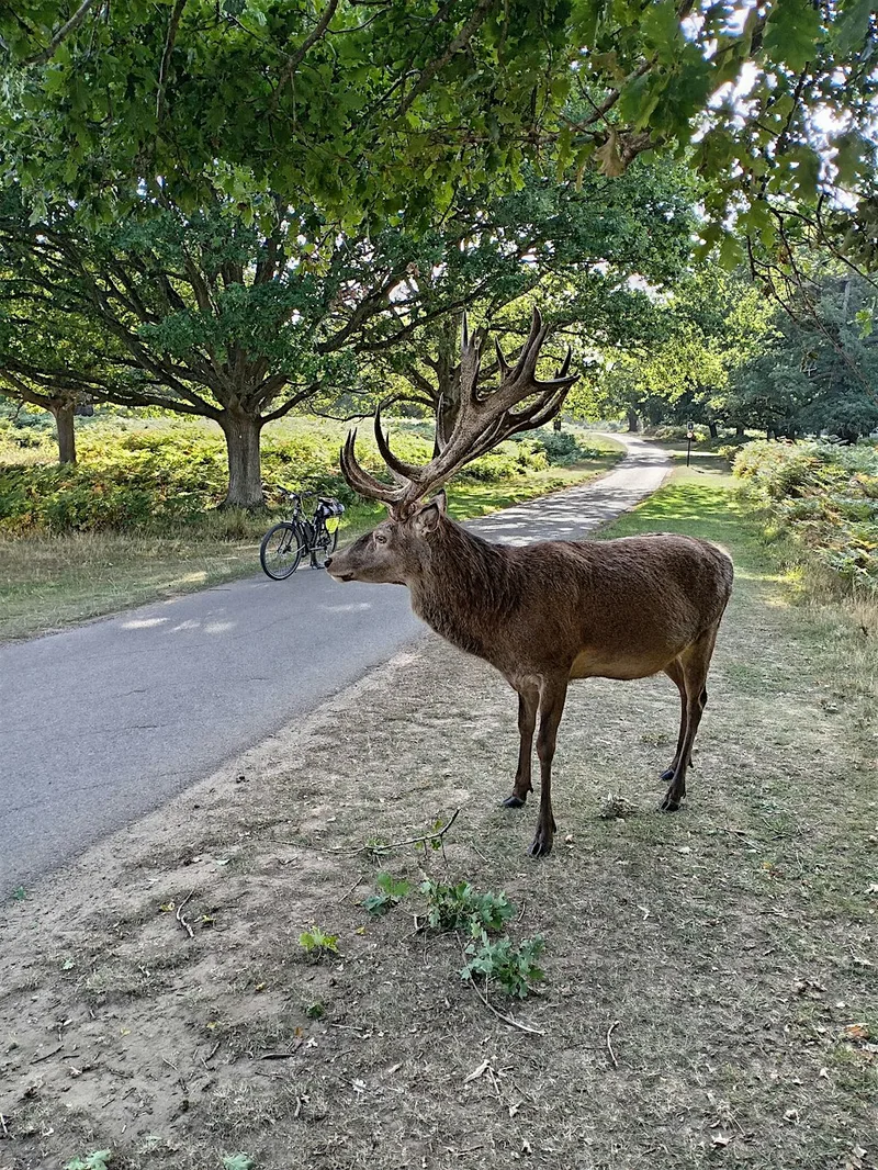 The London Tour Londoners Typically Don’t See – E-Bike Adventure
