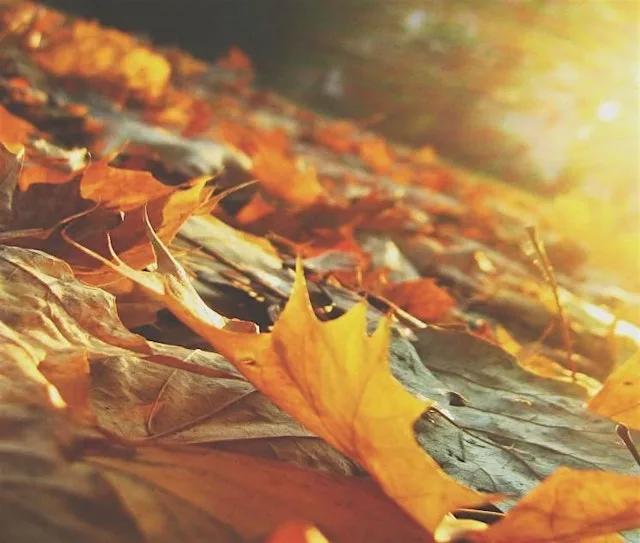 Leaves of Hope