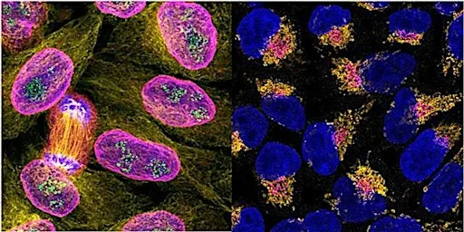 Antibody Validation: The Key to Reproducible and Reliable Research