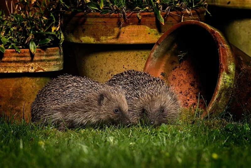 Family Trail: Hedgehog Adventure - Sutton Courtenay, Monday 26 October