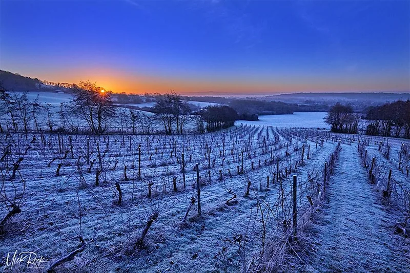 Christmas Cellar Door at Godstone Vineyards