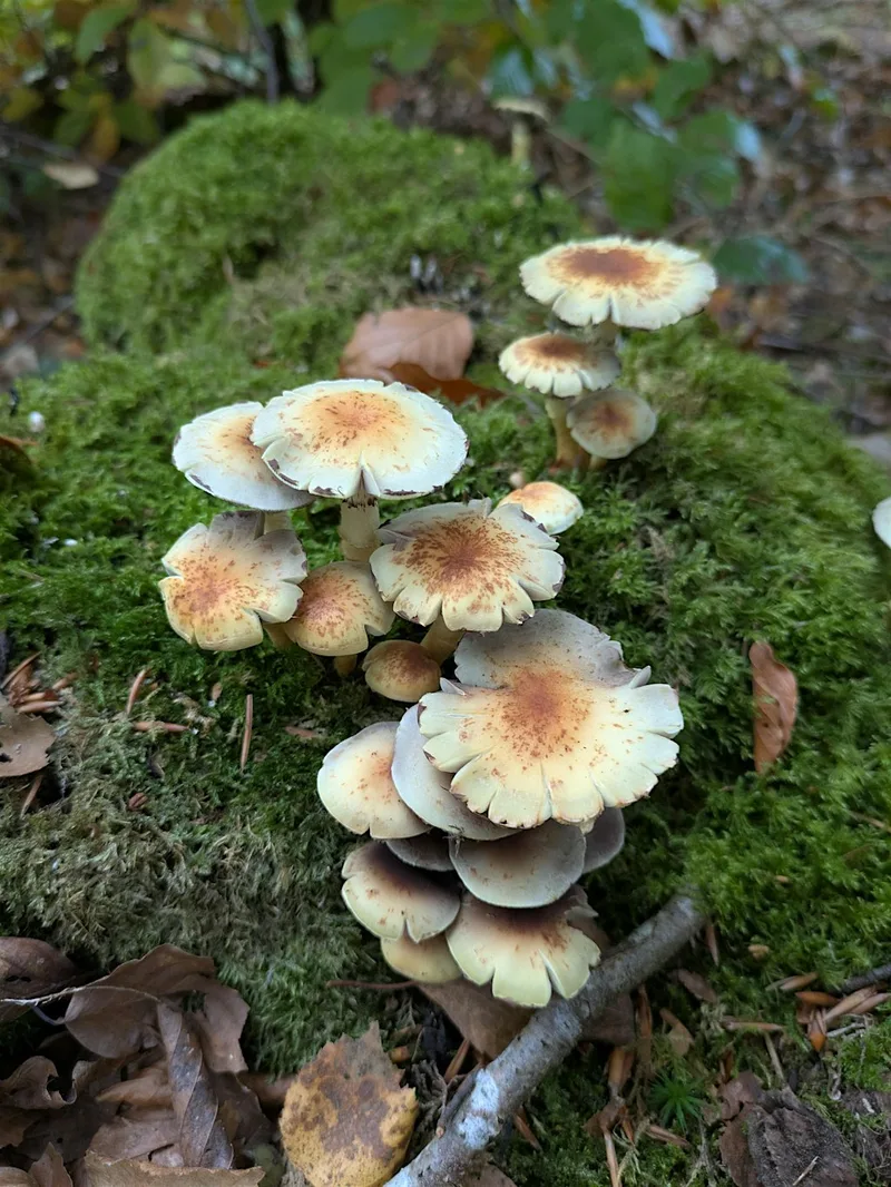 Mushroom Walk