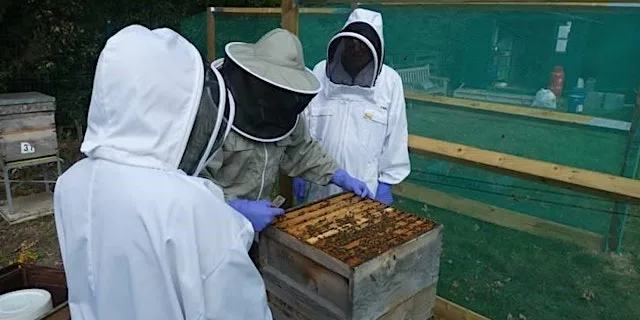 Beekeeping Beginners Course 2027 -two day introductory course