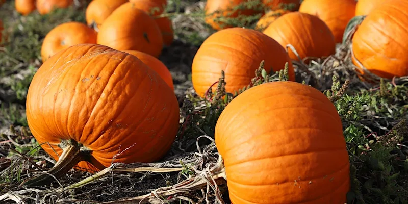 Merrist Wood Pumpkin Patch - PYO