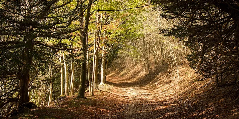 Nature & History - Surrey Hills Guided Walking Weekend Break