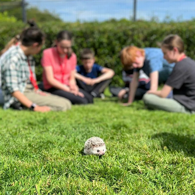 Kids Summer Camp at NSPCA Dublin