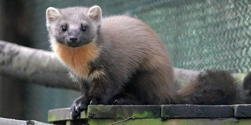 Pine Marten Ecology and Conservation